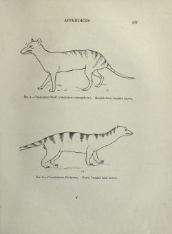 nemfrog:  No. 7. Tasmanian wolf (believed to be extinct)  &amp; No. 8. Paradoxurus Derbyanus (Asian palm civet). Studies in the Evolution of Animals. 1895.