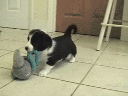 aplacetolovedogs:  Here guyz take a look at my new dog toy, mommy just got it for me! For more cute dogs and puppies