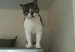 zac-tac:  kazard:  residentfeline:  roxasdavemakara:  lepreas:  caturday:  New trick  c???ats?!?!???  cat that is a no  how do cats even work  Cats: A cat can jump up to five times its own height in a single bound. The little tufts of hair in a cat’s