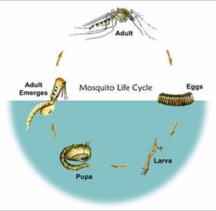 Blow fly life cycle