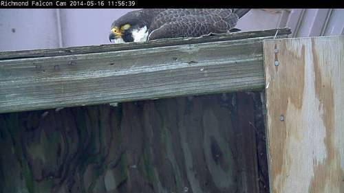 A female peregrine falcon sitting on top of the nesting box