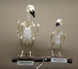 vile-grotesque:  The difference in size between a raven and a crow Museum of Osteology 
