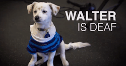 nicknamenyquil:  micdotcom:  Watch: Walter knows at least three words in sign language   MY HEART! 
