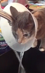 huffingtonpost:  Enterprising Cat Uses ‘Cone Of Shame’ To Quench Insatiable Thirst For Victory