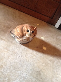 armouredswampert:  agelfeygelach:  little-yogi:  It’s a cute little thing though.  Sometimes it is hard to remember that owls are incredibly dangerous predators seen by cultures throughout  the world as ill omens. Especially when they look like toasted