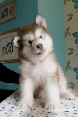 ashen-ashen:  badgerjuice:  gifsboom:  Video: Confused Alaskan Malamute Puppy Looks Like a Baby Bear  I have never seems anything as cute as this in my entire life WOW  moreweights