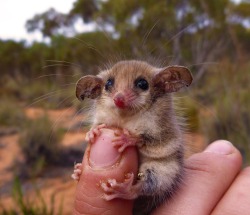 Fingertip cutie (Western Pygmy Possum, Australia)