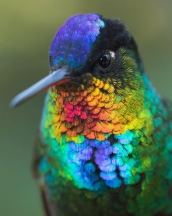 different-landscapes:  Fierty-throated hummingbird, Costa Rica  Photo by Jess Findlay