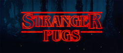 incomparablyme:  Video: Stranger Pugs 