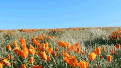 leahberman:  poppy dazeantelope valley poppy reserve, californiainstagram