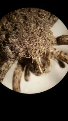 buggirl:  Georgia, the wolf spider, and her babies under the scope.  