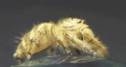 changelings-skeeleos-and-skella:  jives-the-kelpie:  thefrogman:  [reddit] [h/t: dailydot]  That’s my pet spider, Likan Baws.  being badass spider… LIKE A BOSS!!-Skeeleos 