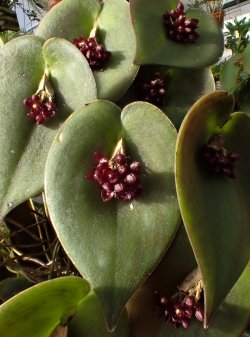 orchid-a-day: Pleurothallis nipterophylla Syn.: Acronia nipterophylla; Zosterophyllanthos nipterophylllus November 7, 2018 
