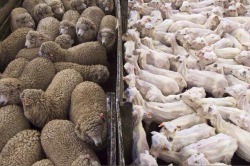 whoweargoldintheirhair:  mememiya-anthy: #freshly peeled sheeps reblogging solely for that deeply unnerving caption 