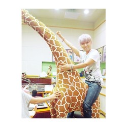 sup3rjuniorr:  If I buy the giraffe, does Ryeowook come with it? :D