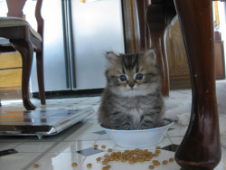 mangocianamarch:creepyold-kit-hands:  #no kitten food goes in the bowl #then food goes in you #you seem to have confused a step  #if i fits i sits 