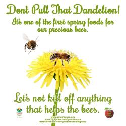 deathbywizard:  Dandelions deserve a gold medal. One of the first links in that magical chain of events bringing dinner to our tables, this sunny flower is one of the first spring foods for bees. If bees survive the winter, they look to dandelions and