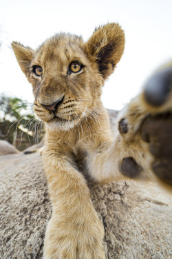 magicalnaturetour:   	Cheeky wide angle cub by Tambako The Jaguar    	Via Flickr: 	It’s funny to see a lion cub with a wide angle perspective, especially when he puts his paw on the camera!  