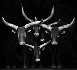 Horny devils (Ankole-Watusi cattle, Africa)