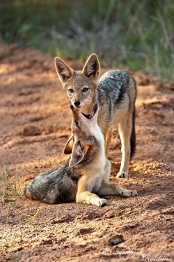 funnywildlife:  funnywildlife: Jackal Pups at Playby Anthony Robbins/Our Life In Slow Motion