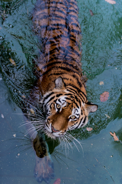 plasmatics-life:  Eyes Of The Tiger ~ By MRRphotography 