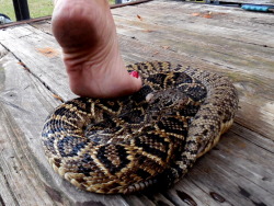 melissassouthernsoles151:if for some reason any of you think this rattle snake is fake   i  can promise you its very real….he caught it on the trail while we were trailing through the woods….its 6.5 long…he put it in the deep freeze to be taxidermy  