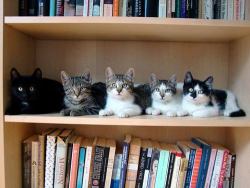 mariesbookblog:  alpha-lima-lima-papa:  Every good book shelf needs a kitten shelf!  How did you get them to stay there for this picture 