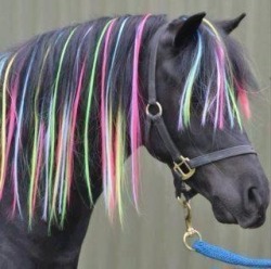 I want a punk rock horse&hellip;