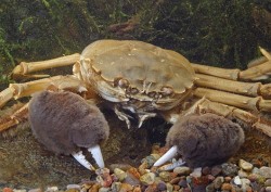 astronomy-to-zoology:  Chinese Mitten Crab (Eriocheir sinensis) Also known as the big sluice crab or the Shanghai hairy crab, the Chinese mitten crab is a species of varunid crab that is native to the coastal estuaries of eastern Asia, ranging from Korea