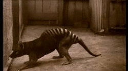 animalsnatureveganism:  Extinct animals: Tasmanian tiger &ldquo;The Thylacine [Tasmanian Tiger] is a strong candidate for cloning and other molecular science projects due to its recent demise and the existence of several well preserved specimens.&rdquo;