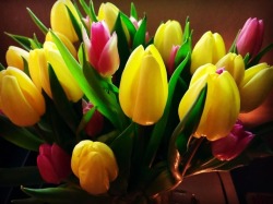 Tulips #tulips #Easter #lent #spring #rebirth #newlife #rising  (at Othman Manor) https://www.instagram.com/p/BuGBdxBnAON/?utm_source=ig_tumblr_share&amp;igshid=1odha9someqwb