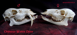 arsanatomica:  The skull of the Chinese Water Deer is one of the most iconic skulls out there.  Like many small Asian deer species, it does not have antlers. Instead the males fight each other with their extremely sharp tusks, slashing at rivals with