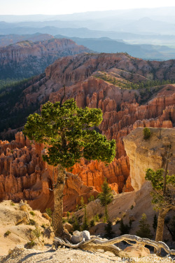 about-usa:  Bryce Canyon National Park - Utah - USA (by James Marvin Phelps) 