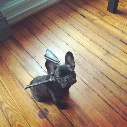 suicidegrin:  derekbinsack:  blondiegolightly:  awwww-cute:  Ready for Halloween  this is the cutest thing I’ve ever seen!!  I need this   &ldquo;fuck you lookin at big ass dog my real owner is bat human and he will kick yo ass dont try me&rdquo;