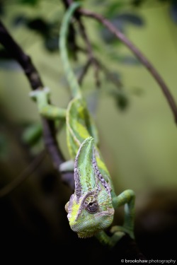 brookshawphotography:  This Chameleon picture was literally the first photo I took when I first got a DSLR camera and nice lens (50mm f/1.4). I still really love the shallow Depth Of Field (DOF) in this shot…