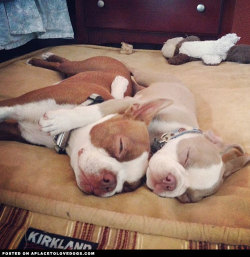 aplacetolovedogs:  Cute Boston Terriers Scout and Finn out cold for their afternoon nap Via @scout_finn For more cute dogs and puppies