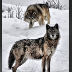 Lobo miercoles #wolfwednesday #awhooo #wolfknives #wolf #wolves #favoriteday #canislupus