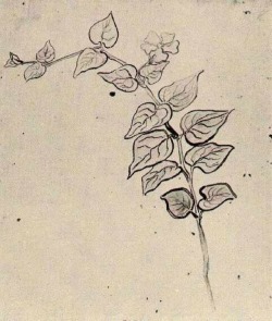 artist-vangogh:  Branch with Leaves, 1890, Vincent van GoghMedium: pencil,paperhttps://www.wikiart.org/en/vincent-van-gogh/branch-with-leaves