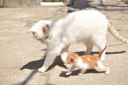 kawaii-animals-only:  Mum cat is always on the lookout for her baby kitty.