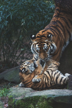 ikwt:  Tiger Cub Love (Peter Weimann) | instagram