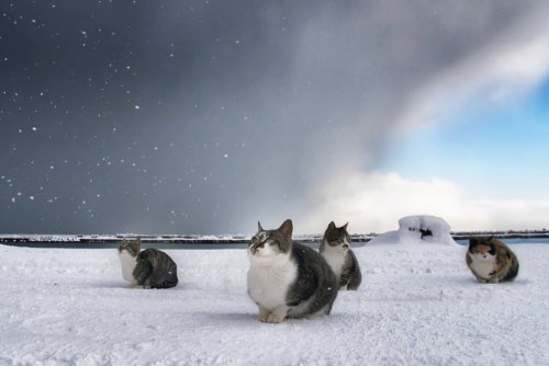 oooooooo: 土肥美帆@猫の写真集発売中さんはTwitterを使っています: 「晴れのち雪 天気の狭間に会いました。岩合さんのネコ写真コンテストでグランプリをもらった写真。 https://t.co/KQHN1Ls3H9」
