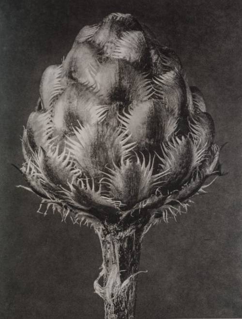 nobrashfestivity:  Karl Blossfeldt, Botanical Photographs, Late 1920′s  