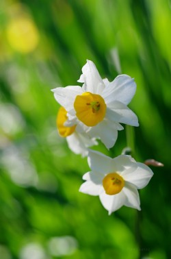 uyamt:  水仙（すいせん） Narcissus (Narcissus tazetta var. chinensis)