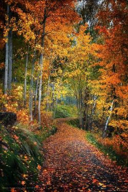beautymothernature:  Autumn Pathway by An share moments 