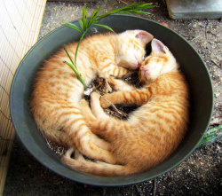 awwww-cute:  Cat-plants. (Do not water (Source: http://ift.tt/1V5EOaM) 
