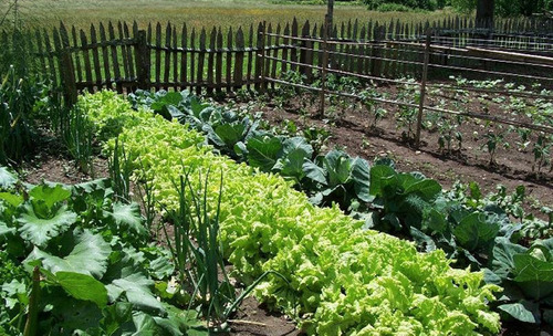 Organic farming agriculture