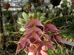 orchid-a-day:  Masdevallia decumanaJanuary 19, 2017 