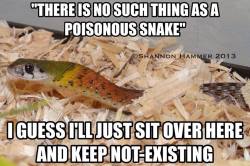 markscherz:  reptilesrevolution:  Tiger Keelback - Rhabdophis tigrinus - East and SE Asia they bioaccumulate toad toxins in nuchal glands for defensive purposes, all while making their own predatory venom in maxillary glands Poison – a toxin that gains