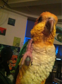 parrot-pictures:  Hi!