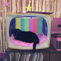 darladoherty:  darladoherty:  Did a little crafting to make a new backdrop for Neko Chan’s new vintage TV cat bed. Eventually I’d like some shaggy, furry, kind of bedding, but a pink sheet will do for now.   Glad my cat is still getting notes. 